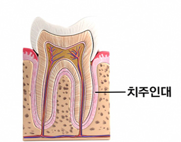 2 치주 인대 구조도