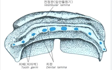 치아 발생 과정을 보여주는 그림으로, 치배, 치판, 전정판이 표시되어 있다.