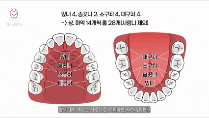 치아 개수와 종류를 설명하는 그림